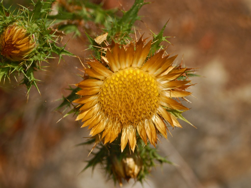Carlina corymbosa e Carlina vulgaris